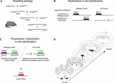 Selective Knockout of the Vesicular Monoamine Transporter 2 (Vmat2) Gene in Calbindin2/Calretinin-Positive Neurons Results in Profound Changes in Behavior and Response to Drugs of Abuse